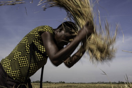 Woman threshes rice