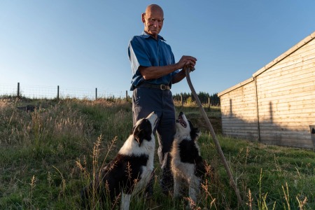 Shepherd and dogs